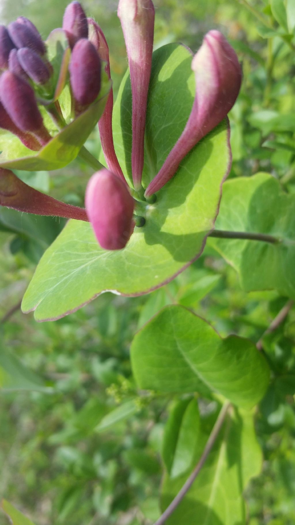 Lonicera sp. (Caprifoliaceae)